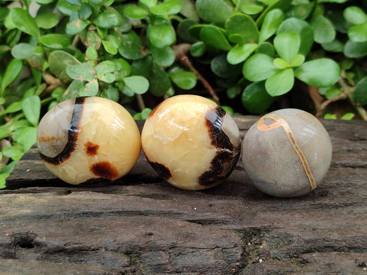Polished Septerye Palm Stones x 12 From Mahajanga, Madagascar - Toprock Gemstones and Minerals 