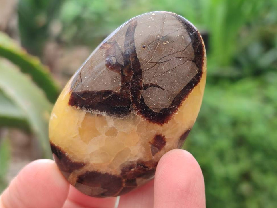 Polished Septerye Palm Stones x 12 From Mahajanga, Madagascar - Toprock Gemstones and Minerals 