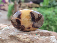 Polished Septerye Palm Stones x 12 From Mahajanga, Madagascar
