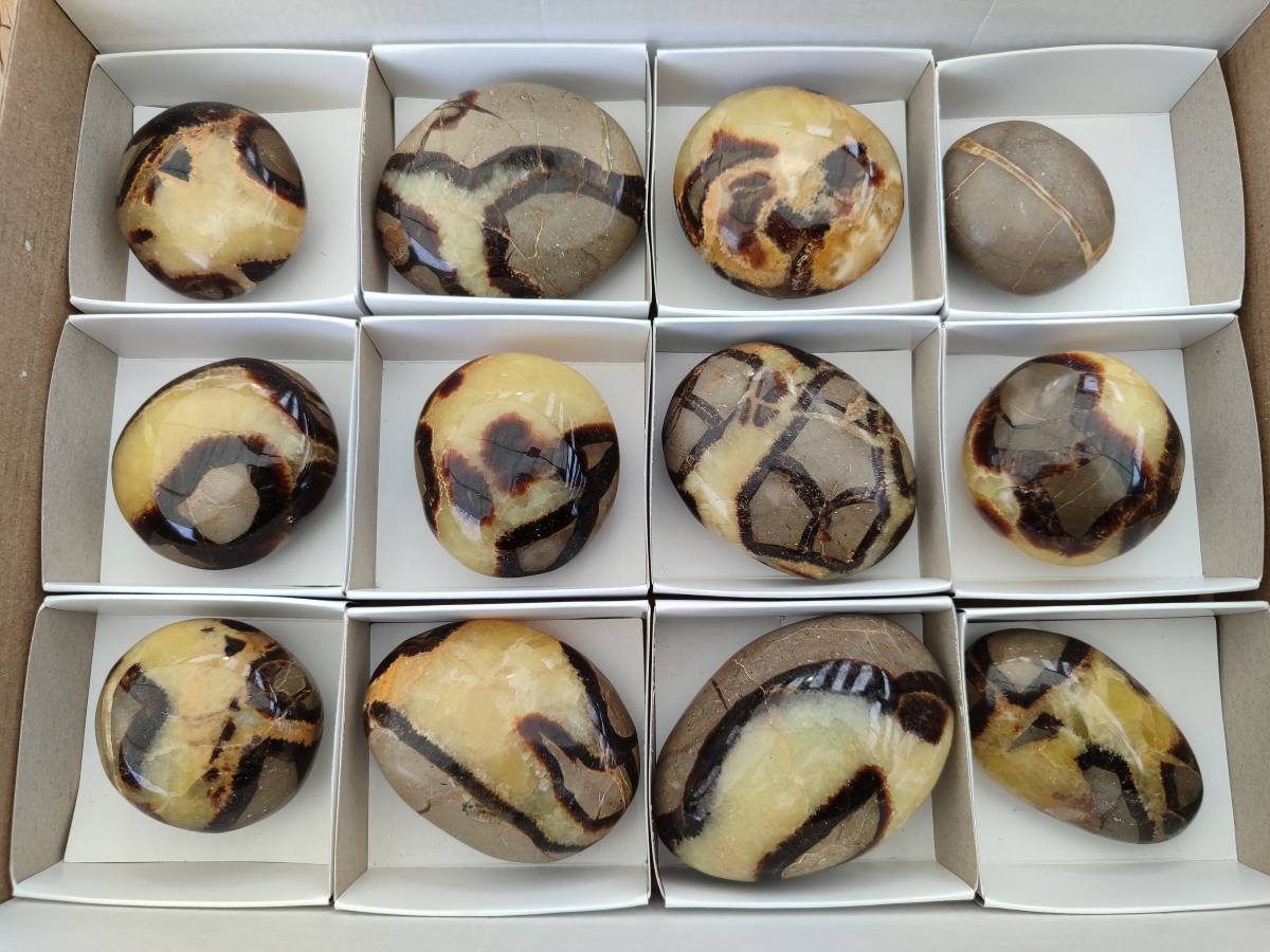 Polished Septerye Palm Stones x 12 From Mahajanga, Madagascar - Toprock Gemstones and Minerals 
