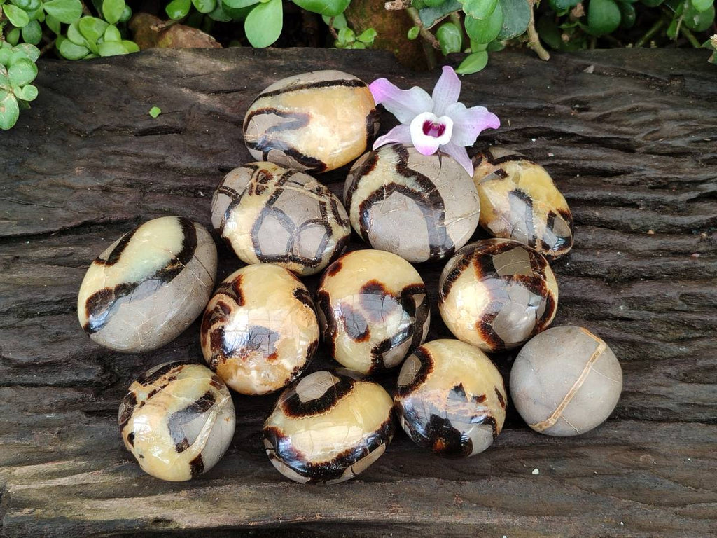Polished Septerye Palm Stones x 12 From Mahajanga, Madagascar - Toprock Gemstones and Minerals 