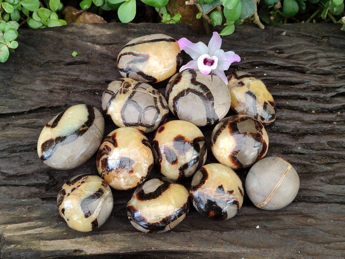 Polished Septerye Palm Stones x 12 From Mahajanga, Madagascar - Toprock Gemstones and Minerals 