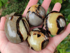 Polished Septerye Palm Stones x 12 From Mahajanga, Madagascar - Toprock Gemstones and Minerals 