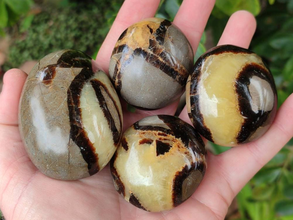 Polished Septerye Palm Stones x 12 From Mahajanga, Madagascar - Toprock Gemstones and Minerals 