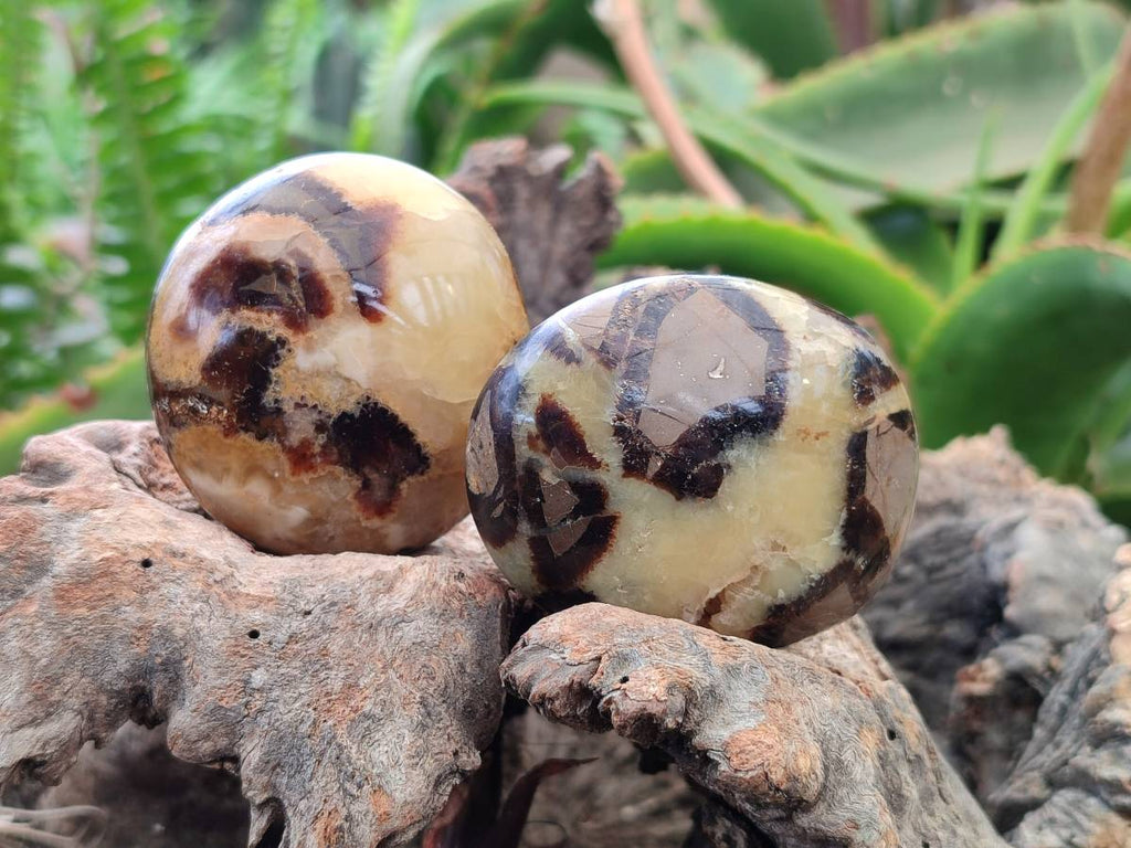 Polished Septerye Palm Stones x 12 From Mahajanga, Madagascar - Toprock Gemstones and Minerals 