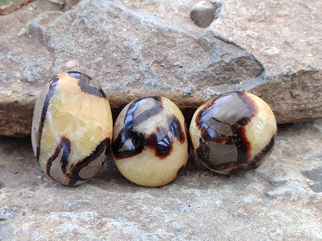 Polished Septerye Palm Stones x 12 From Mahajanga, Madagascar - Toprock Gemstones and Minerals 