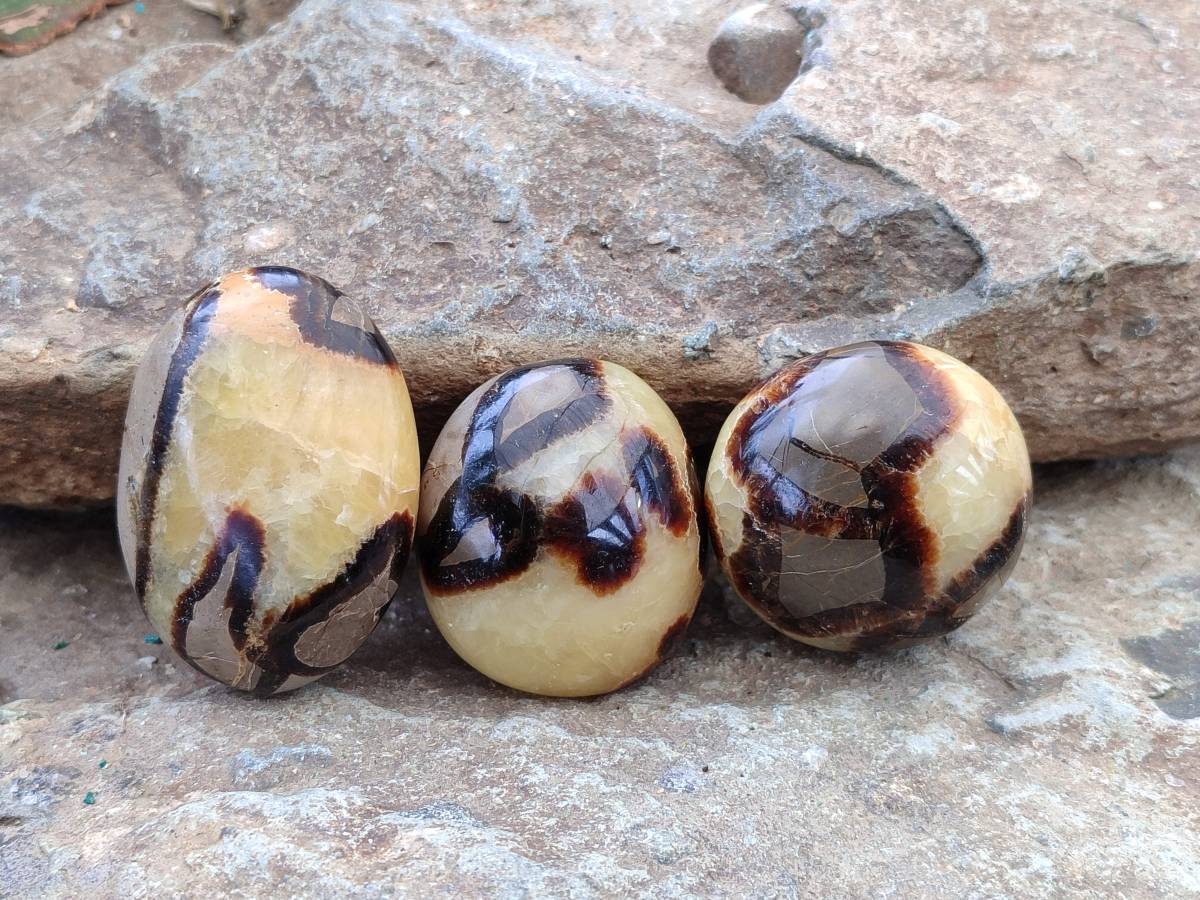 Polished Septerye Palm Stones x 12 From Mahajanga, Madagascar - Toprock Gemstones and Minerals 