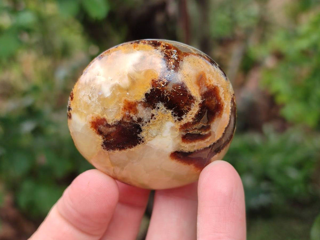 Polished Septerye Palm Stones x 12 From Mahajanga, Madagascar - Toprock Gemstones and Minerals 