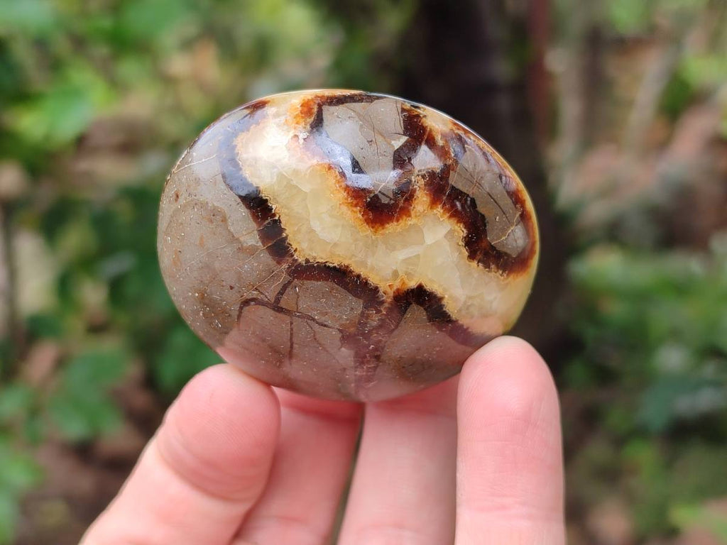 Polished Septerye Palm Stones x 12 From Mahajanga, Madagascar - Toprock Gemstones and Minerals 