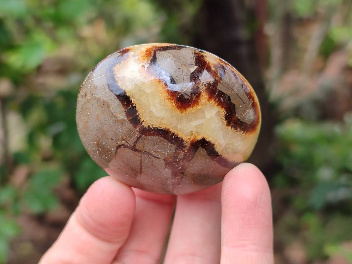 Polished Septerye Palm Stones x 12 From Mahajanga, Madagascar - Toprock Gemstones and Minerals 