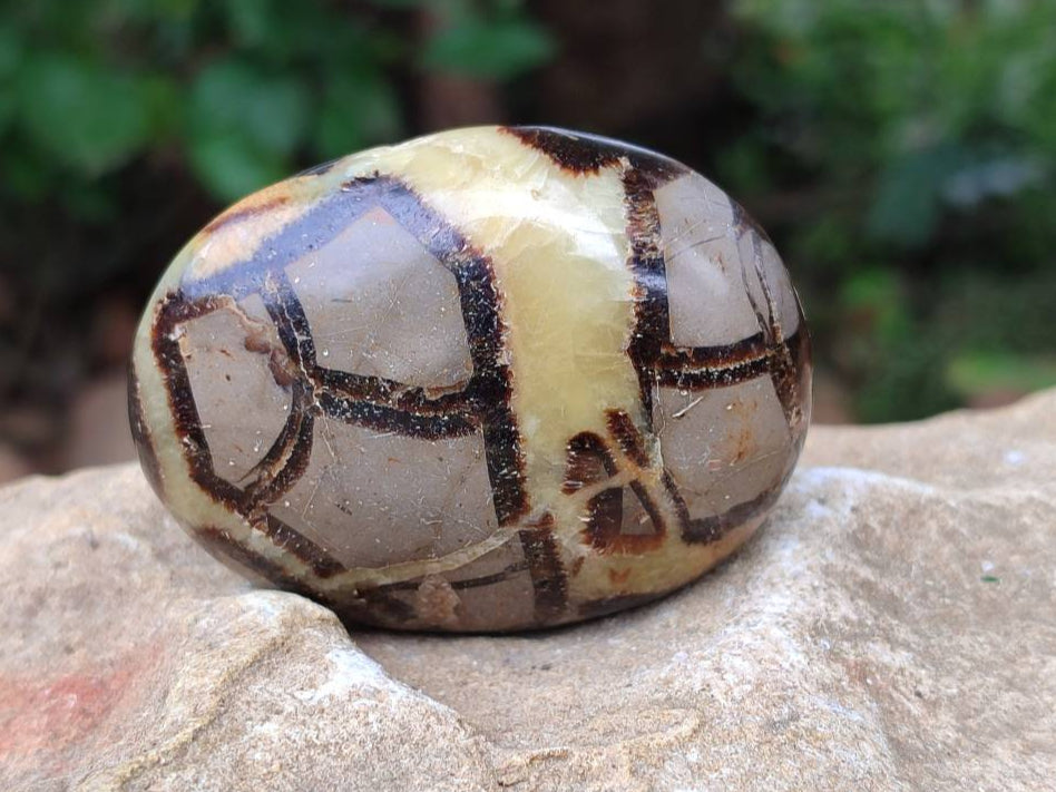 Polished Septerye Palm Stones x 12 From Mahajanga, Madagascar - Toprock Gemstones and Minerals 