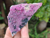 Natural Salrose Cobaltion Dolomite Specimens x 12 From Kakanda, Congo