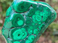 Polished Flower Banded Malachite Free Forms x 6 From Congo