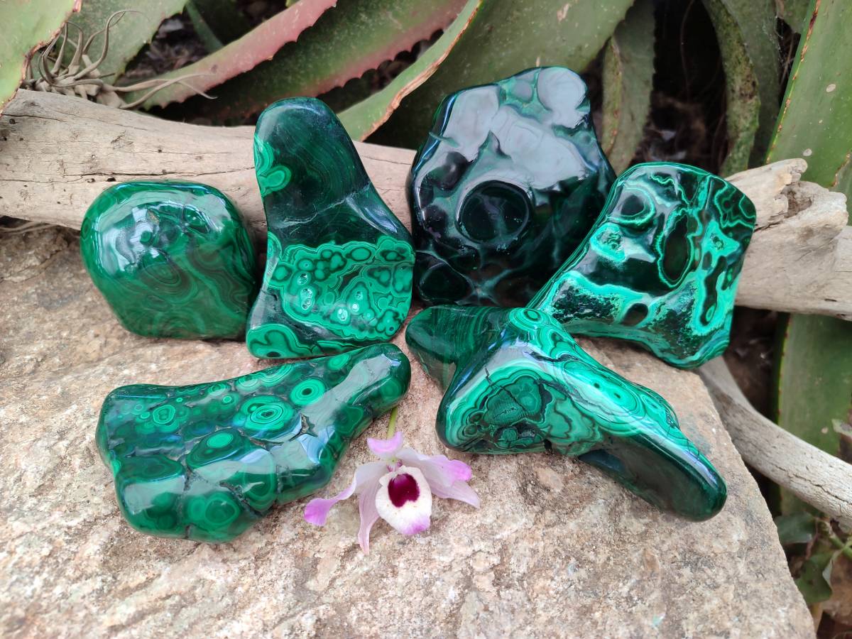 Polished Flower Banded Malachite Free Forms x 6 From Congo - Toprock Gemstones and Minerals 