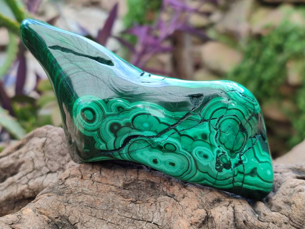 Polished Flower Banded Malachite Free Forms x 6 From Congo - Toprock Gemstones and Minerals 