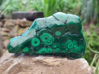 Polished Flower Banded Malachite Free Forms x 6 From Congo