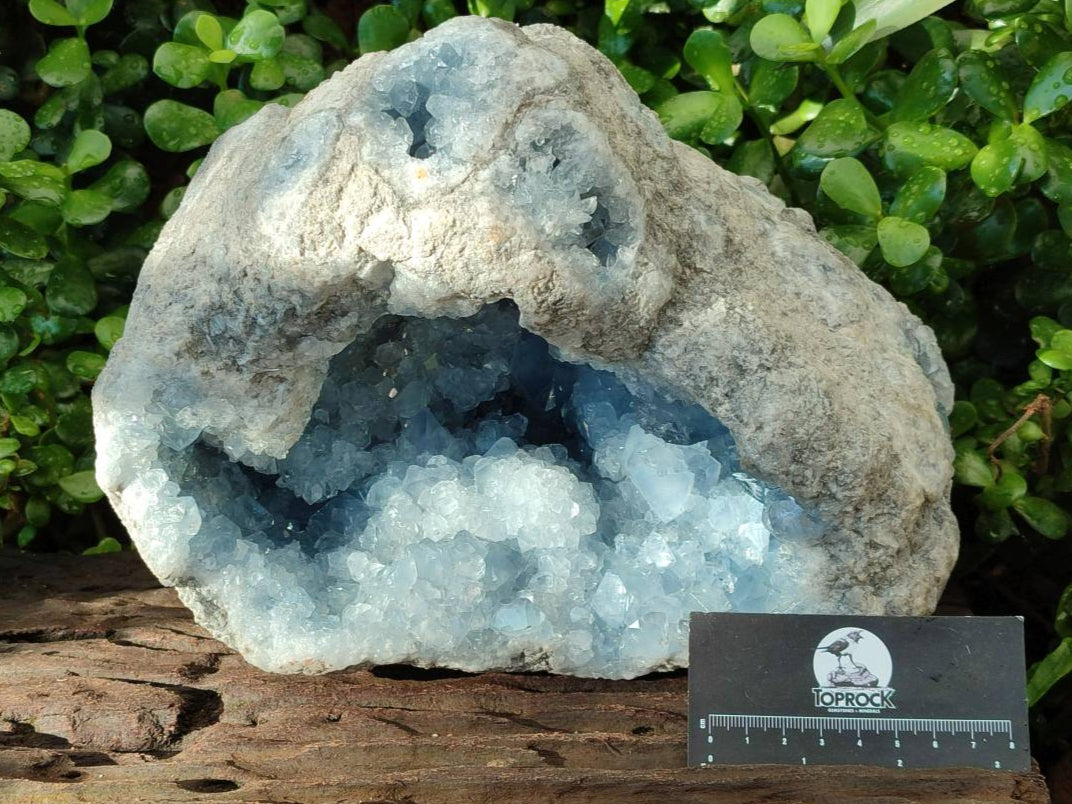 Natural Blue Celestite Geode Specimen x 1 From Sakoany, Madagascar - Toprock Gemstones and Minerals 