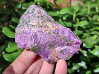 Natural Stichtite Cobbed Specimens x 24 From Barberton, South Africa