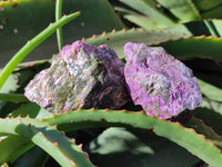 Natural Stichtite Cobbed Specimens x 24 From Barberton, South Africa