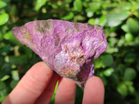 Natural Stichtite Cobbed Specimens x 24 From Barberton, South Africa