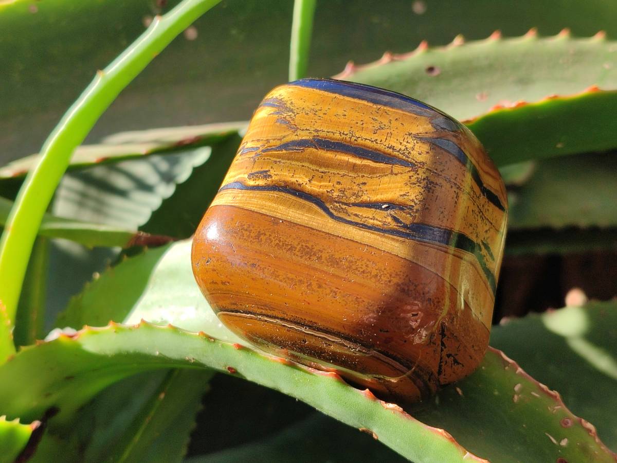 Polished Golden Tiger's Eye Jumbo Tumbled Stones x 6 From Prieska, South Africa - Toprock Gemstones and Minerals 