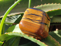 Polished Golden Tiger's Eye Jumbo Tumbled Stones x 6 From Prieska, South Africa