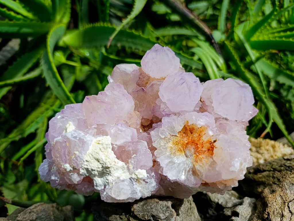 Natural Sunburst Cactus Flower Amethyst Spirit Clusters x 2 From South Africa - Toprock Gemstones and Minerals 