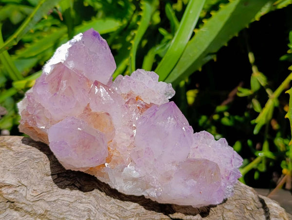 Natural Sunburst Cactus Flower Amethyst Spirit Clusters x 2 From South Africa