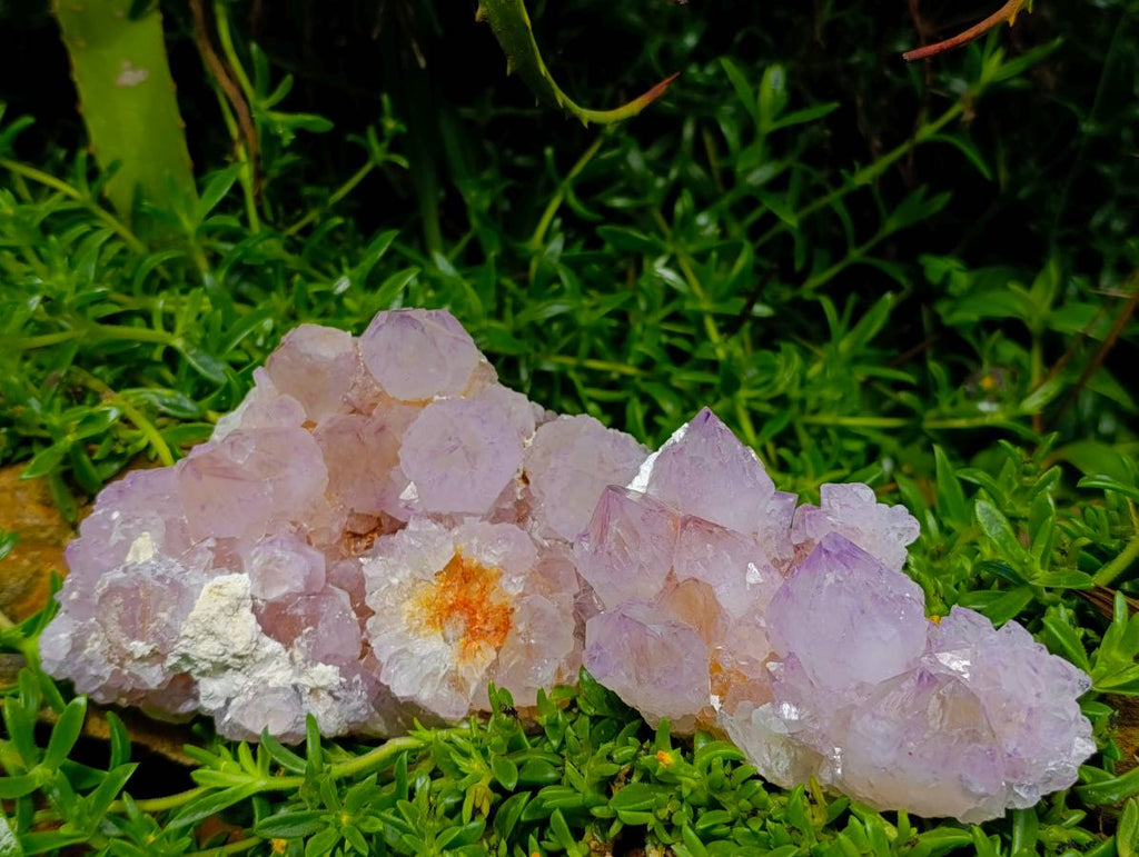 Natural Sunburst Cactus Flower Amethyst Spirit Clusters x 2 From South Africa - Toprock Gemstones and Minerals 