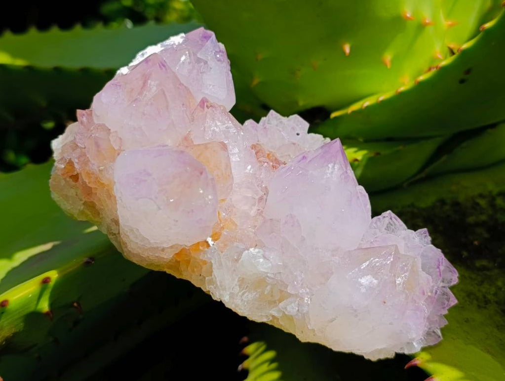 Natural Sunburst Cactus Flower Amethyst Spirit Clusters x 2 From South Africa - Toprock Gemstones and Minerals 