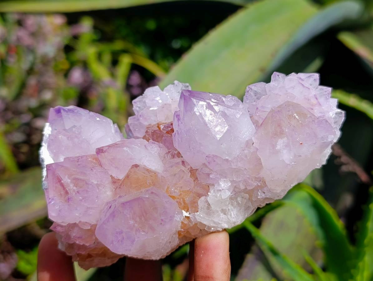 Natural Sunburst Cactus Flower Amethyst Spirit Clusters x 2 From South Africa - Toprock Gemstones and Minerals 