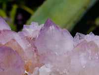 Natural Sunburst Cactus Flower Amethyst Spirit Clusters x 2 From South Africa
