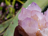 Natural Sunburst Cactus Flower Amethyst Spirit Clusters x 2 From South Africa