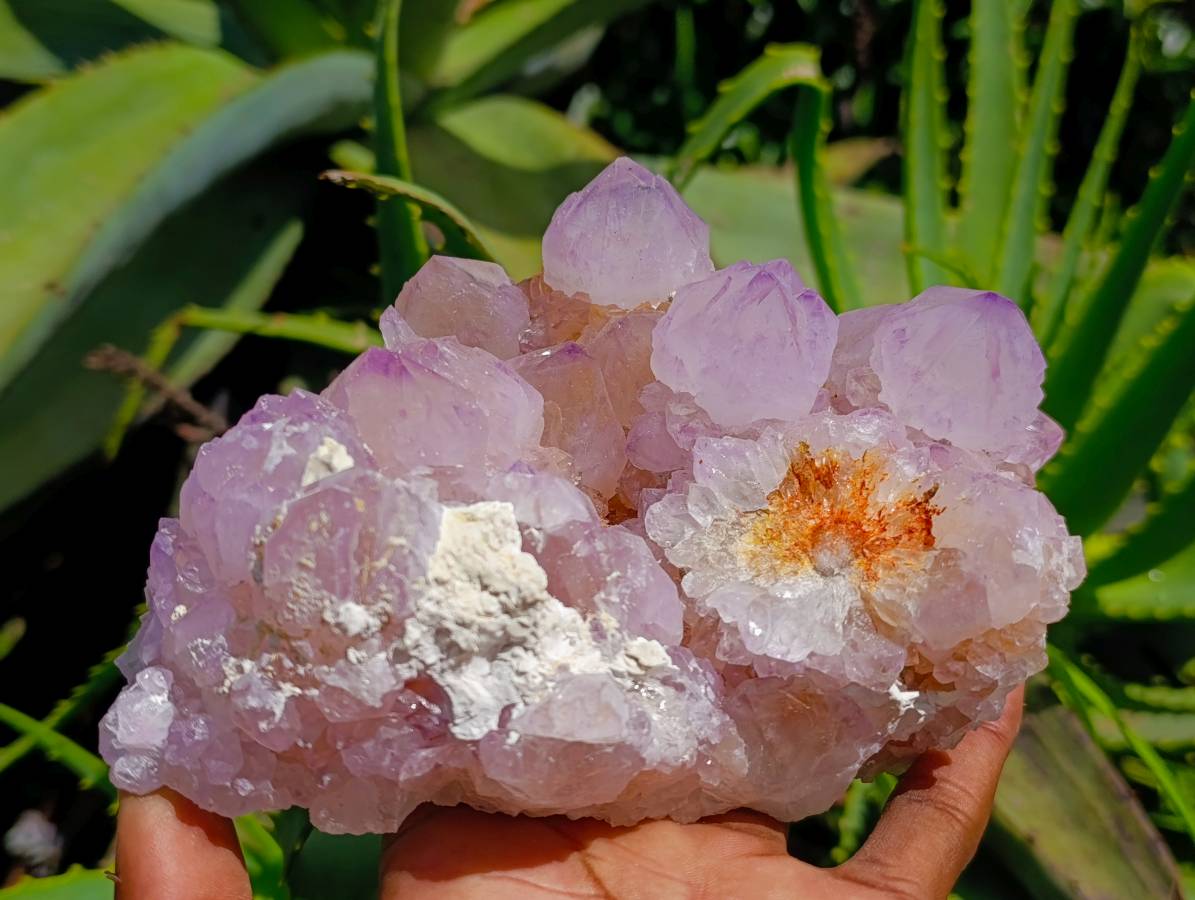 Natural Sunburst Cactus Flower Amethyst Spirit Clusters x 2 From South Africa - Toprock Gemstones and Minerals 