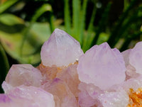 Natural Sunburst Cactus Flower Amethyst Spirit Clusters x 2 From South Africa
