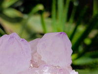 Natural Sunburst Cactus Flower Amethyst Spirit Clusters x 2 From South Africa