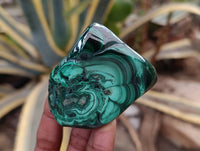 Polished Flower Banded Malachite Free Forms x 6 From Congo