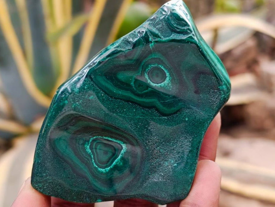 Polished Flower Banded Malachite Free Forms x 6 From Congo - Toprock Gemstones and Minerals 