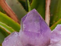 Natural Jacaranda Amethyst Quartz Clusters x 2 From Mumbwa, Zambia