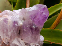 Natural Jacaranda Amethyst Quartz Clusters x 2 From Mumbwa, Zambia