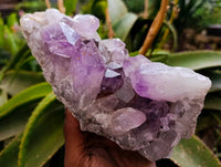 Natural Jacaranda Amethyst Quartz Clusters x 2 From Mumbwa, Zambia