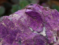 Natural Metallic Purpurite Specimens x 12 From Erongo, Namibia