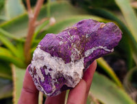 Natural Metallic Purpurite Specimens x 12 From Erongo, Namibia