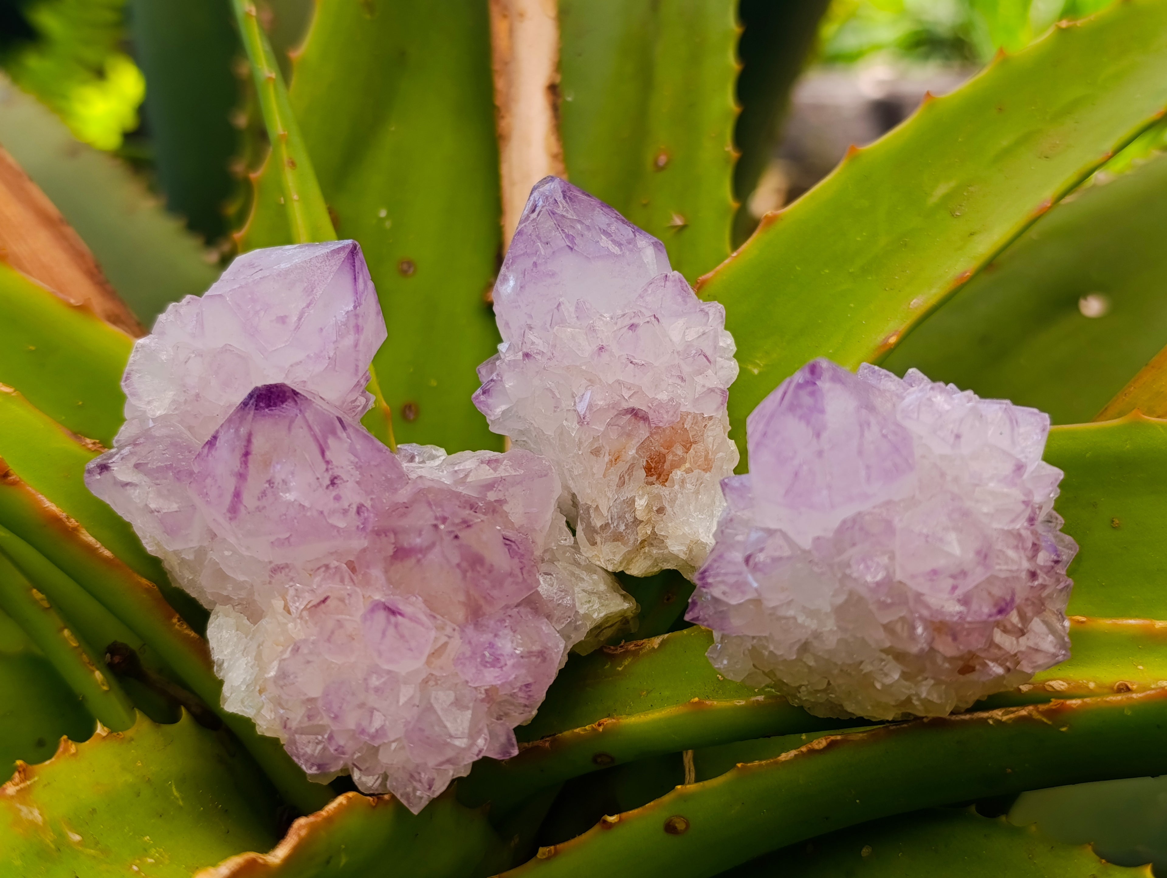 Natural Sunburst Spirit Amethyst Cactus Flower Quartz Clusters And Crystals x 12 From Boekenhouthoek, South Africa - Toprock Gemstones and Minerals 