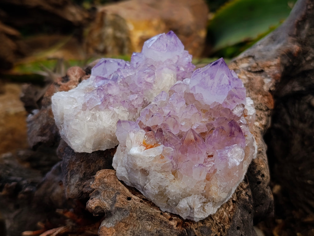 Natural Sunburst Spirit Amethyst Cactus Flower Quartz Clusters And Crystals x 12 From Boekenhouthoek, South Africa - Toprock Gemstones and Minerals 
