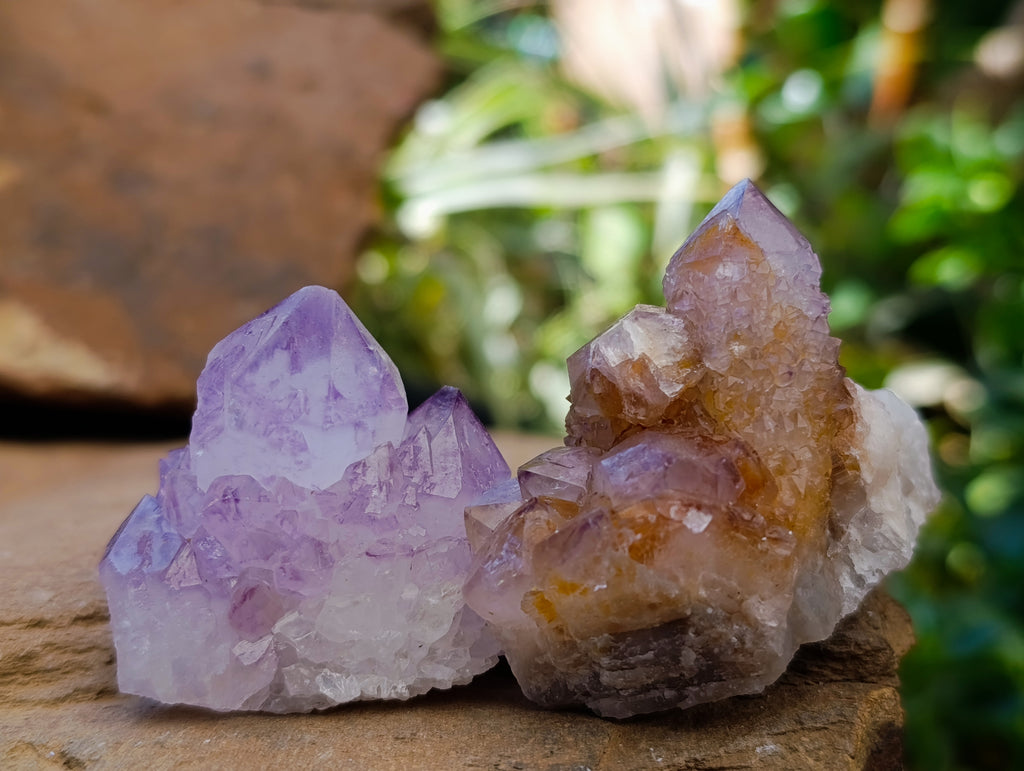 Natural Sunburst Spirit Amethyst Cactus Flower Quartz Clusters And Crystals x 12 From Boekenhouthoek, South Africa - Toprock Gemstones and Minerals 