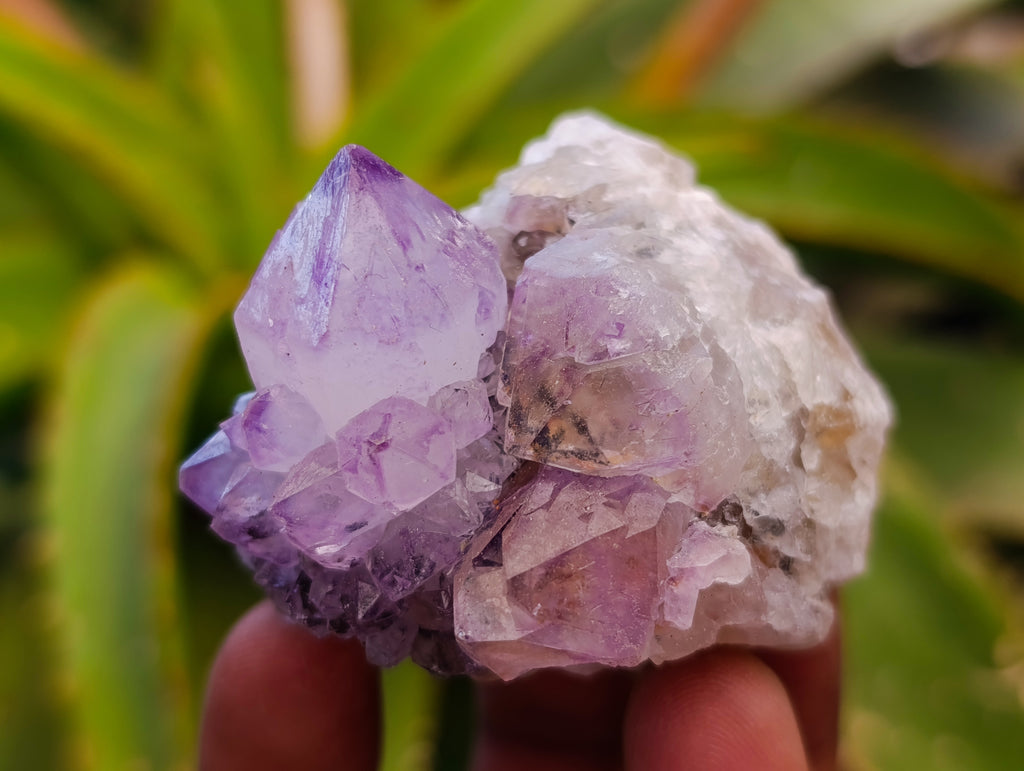 Natural Sunburst Spirit Amethyst Cactus Flower Quartz Clusters And Crystals x 12 From Boekenhouthoek, South Africa - Toprock Gemstones and Minerals 