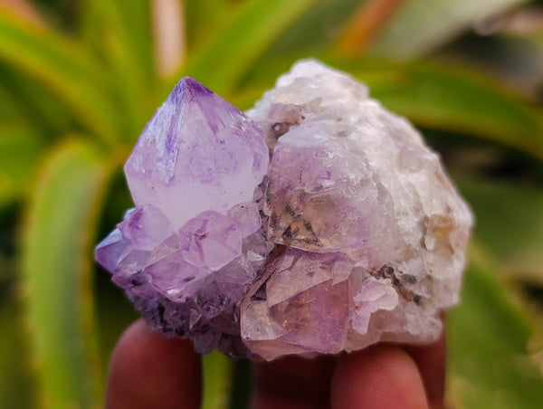 Natural Sunburst Spirit Amethyst Cactus Flower Quartz Clusters And Crystals x 12 From Boekenhouthoek, South Africa