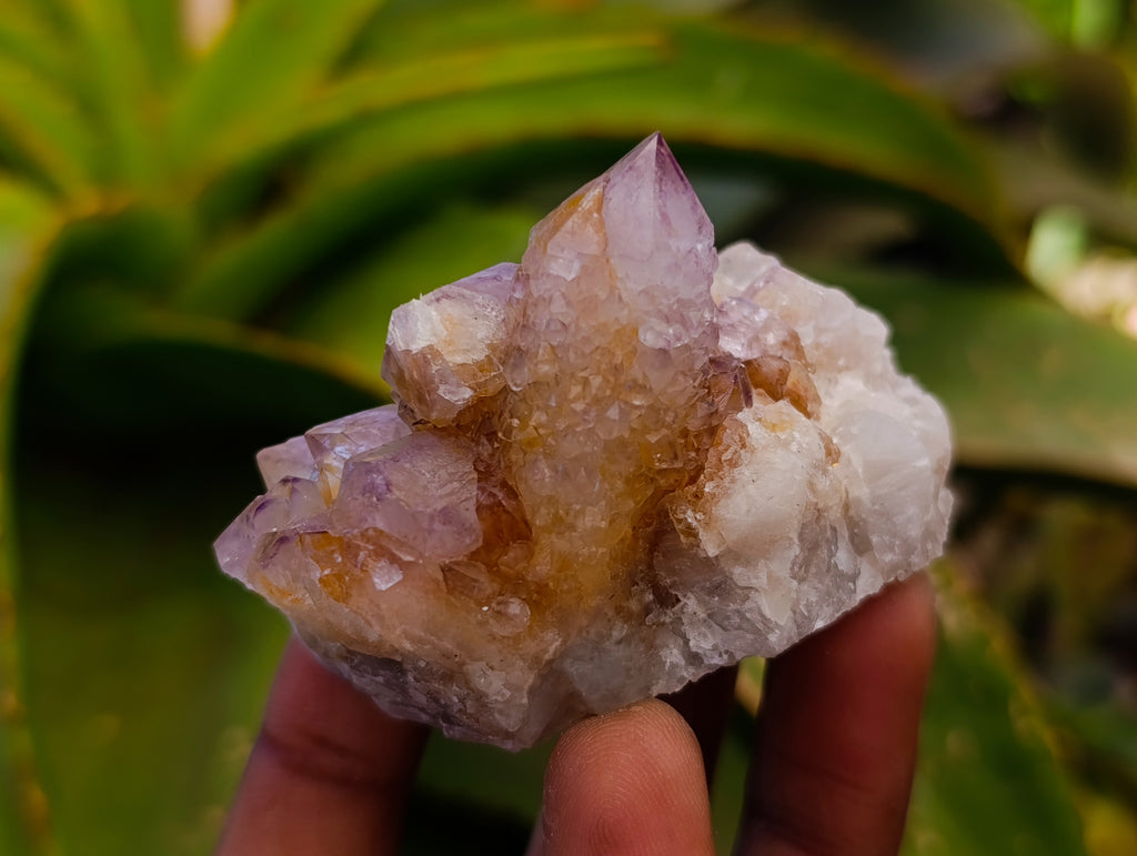 Natural Sunburst Spirit Amethyst Cactus Flower Quartz Clusters And Crystals x 12 From Boekenhouthoek, South Africa - Toprock Gemstones and Minerals 