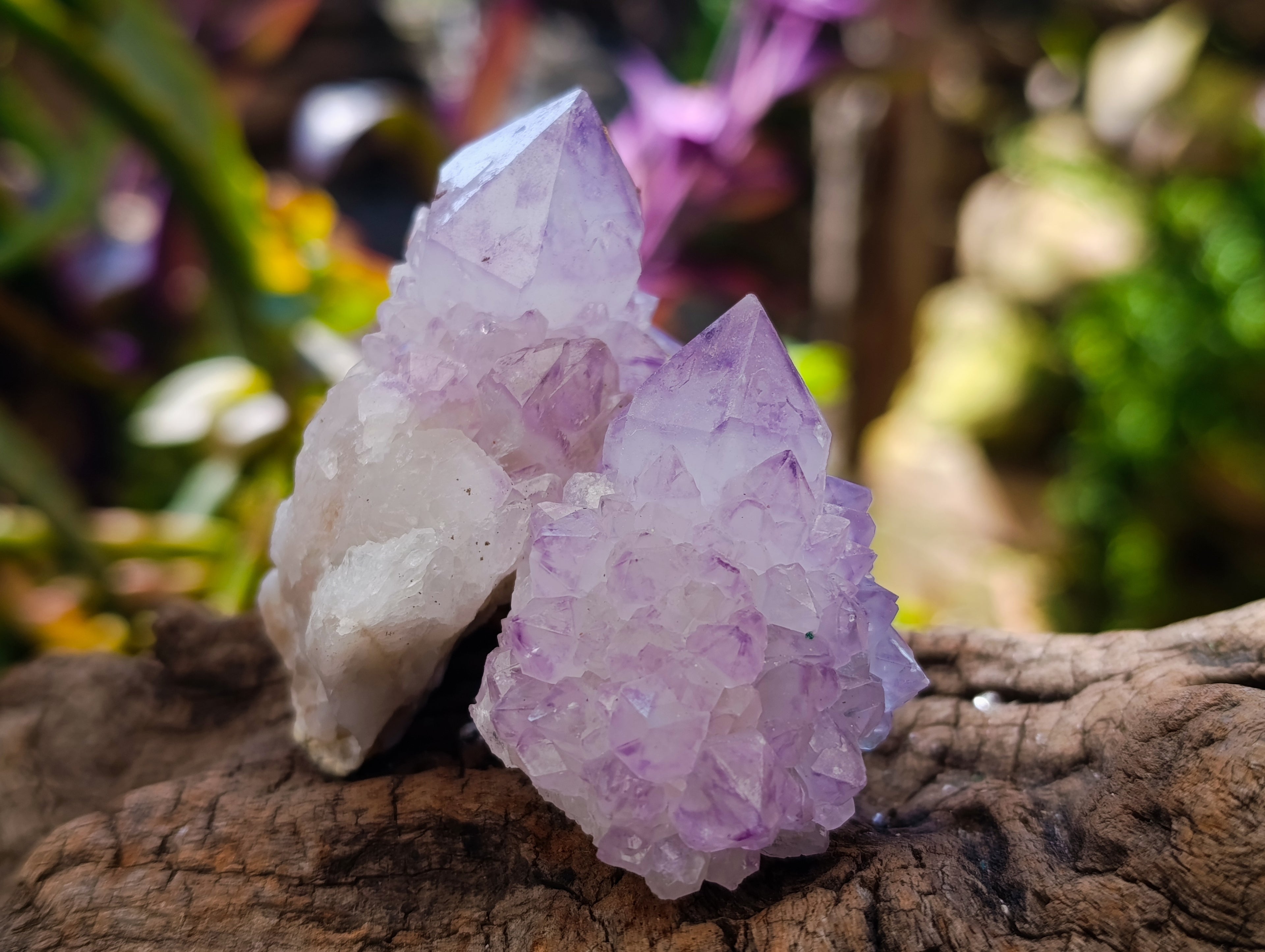 Natural Sunburst Spirit Amethyst Cactus Flower Quartz Clusters And Crystals x 12 From Boekenhouthoek, South Africa - Toprock Gemstones and Minerals 